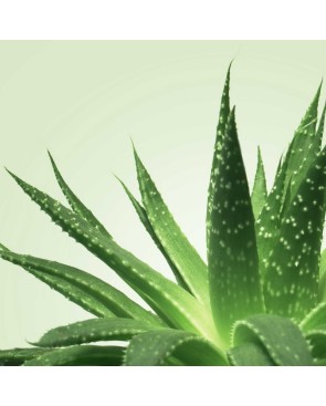 Mixgliss Gel de massage - NU Aloe Vera - 250 ml