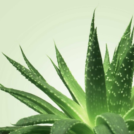Mixgliss Gel de massage - NU Aloe Vera - 1000 ml